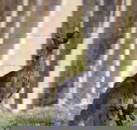 Bella Wind Bed  Breakfast - South Australia Travel