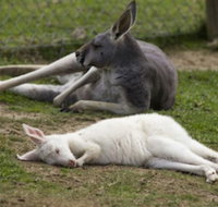 A Twist of Willow - South Australia Travel