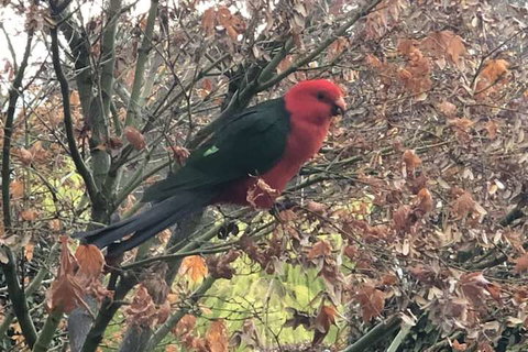 The Studio Yarra Valley - South Australia Travel 6