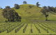 Blue House At Mountainside Wines - thumb 0