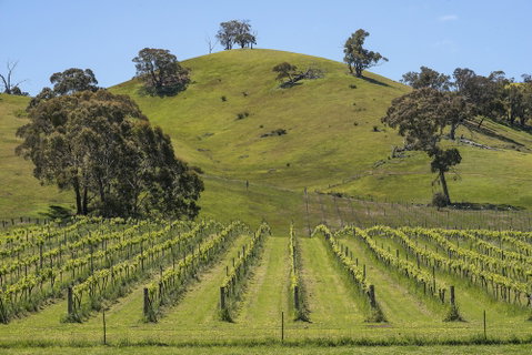Blue House At Mountainside Wines - South Australia Travel 0