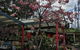 Beasleys Tea House - thumb 0