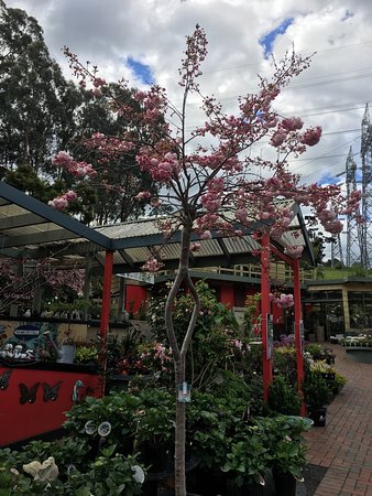 Beasleys Tea House - South Australia Travel 0
