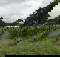 Carlei Estate Cellar Door  Wood Fired Pizzeria - South Australia Travel