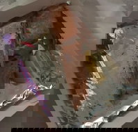 Myssy's Fresh  Cooked Seafood - South Australia Travel