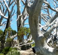 Alpine Eyre - South Australia Travel