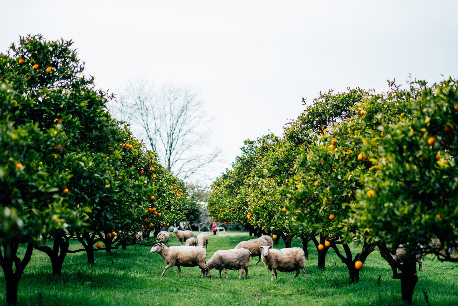 East Nannup WA South Australia Travel