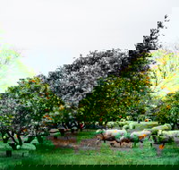 Cambray Cheese Farm Shop - South Australia Travel