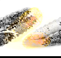 Guzman y Gomez - Hamilton - South Australia Travel