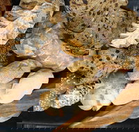 Iluka Bakery - South Australia Travel