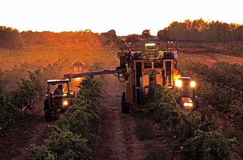 Monichino Wines - South Australia Travel 2