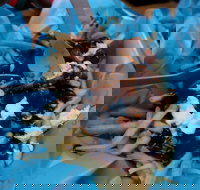 Charles St Pizza  Pasta - South Australia Travel