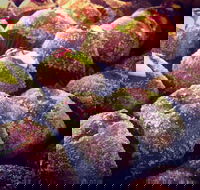 Caffe Etto - South Australia Travel