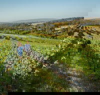 Wills Domain - South Australia Travel