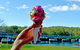 The River Cafe Nelligen - thumb 2