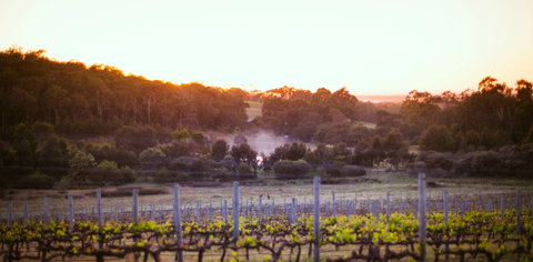 Howling Wolves Wines - South Australia Travel 0