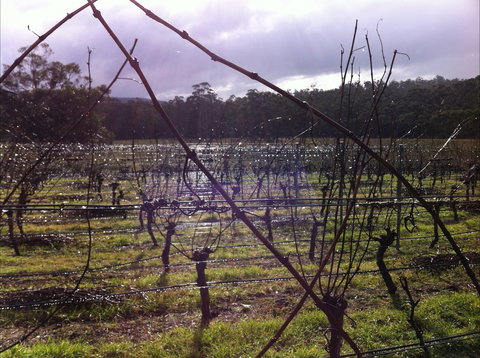 Darlington Vineyard - South Australia Travel 0
