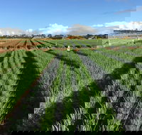 Hawkes Farm - South Australia Travel