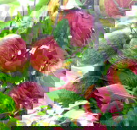 Payne's Orchards - South Australia Travel