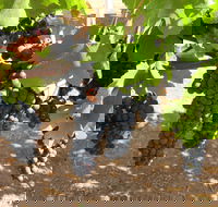 Waybourne Winery - South Australia Travel