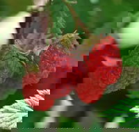Westerway Raspberry Farm - South Australia Travel