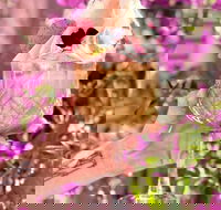 El' rosa - South Australia Travel