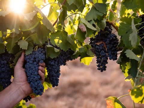 Printhie Wines - South Australia Travel 2