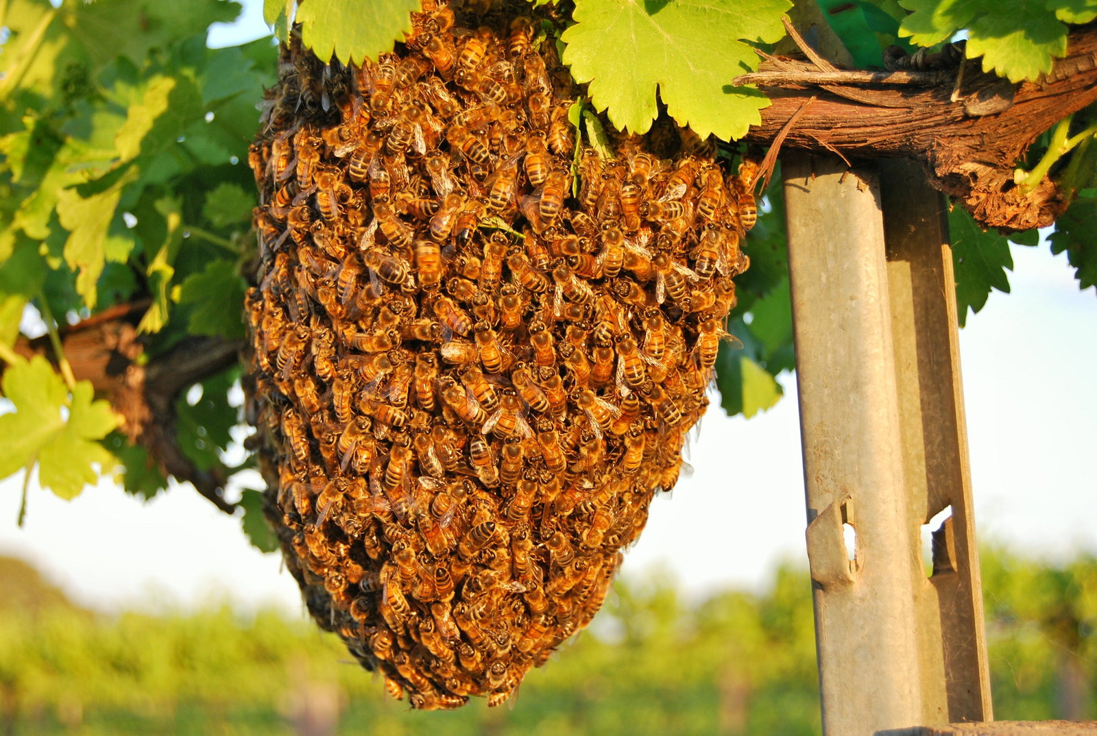 Pyap West SA South Australia Travel