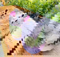 Swill - South Australia Travel