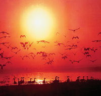 Four Birds - South Australia Travel
