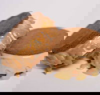 Gelato Messina - Fortitude Valley - South Australia Travel