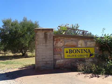 Bonina Olive Grove - South Australia Travel 1