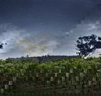 Dalrymple Vineyards - South Australia Travel