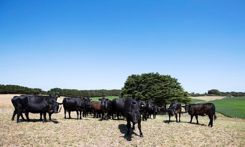 Hillock Downs Produce Store - South Australia Travel 0