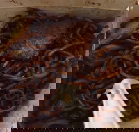 Delahey Noodle Bar - South Australia Travel