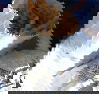 Ragenovich Bros Chickens - South Australia Travel