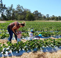 The Big Strawberry - South Australia Travel