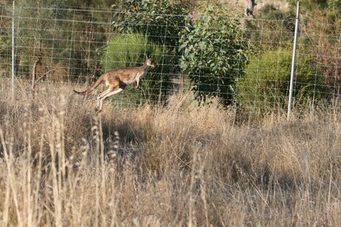Hahndorf Venison - South Australia Travel 2