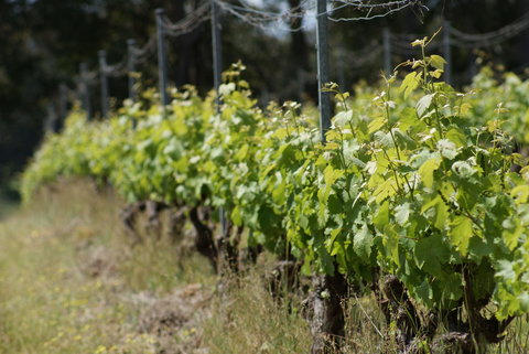 Barton Jones Wines - South Australia Travel 1