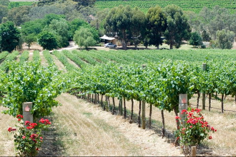 Seize The Day Wines - South Australia Travel 2