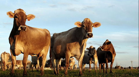 Hunter Belle Cheese - South Australia Travel 1