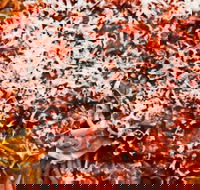 MD's Italian Kitchen  Bar - South Australia Travel