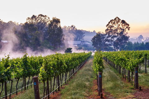 Millbrook Winery - South Australia Travel 2