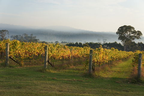 Rusty Fig Wines - South Australia Travel 1