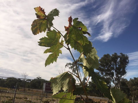 Banca Ridge Cellar Door And Vineyard - South Australia Travel 0