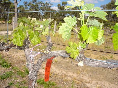 Banca Ridge Cellar Door And Vineyard - South Australia Travel 1