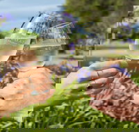 Redgate Wines - South Australia Travel