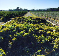 Willows Vineyard - South Australia Travel