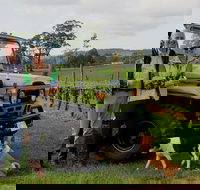 Brook Eden Vineyard - South Australia Travel