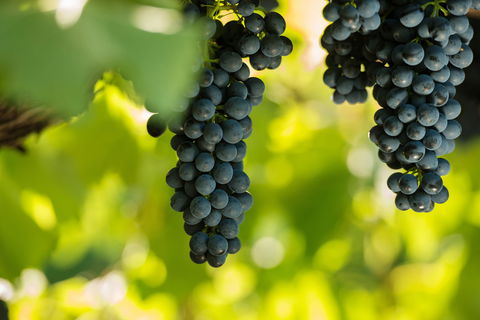 Garden & Field Wines - South Australia Travel 0